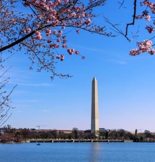 The Washington Monument rises in the distance behind a cherry blossom tree 