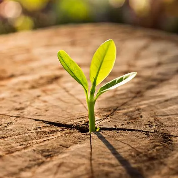 plant_growing_from_tree_stump.1.jpg