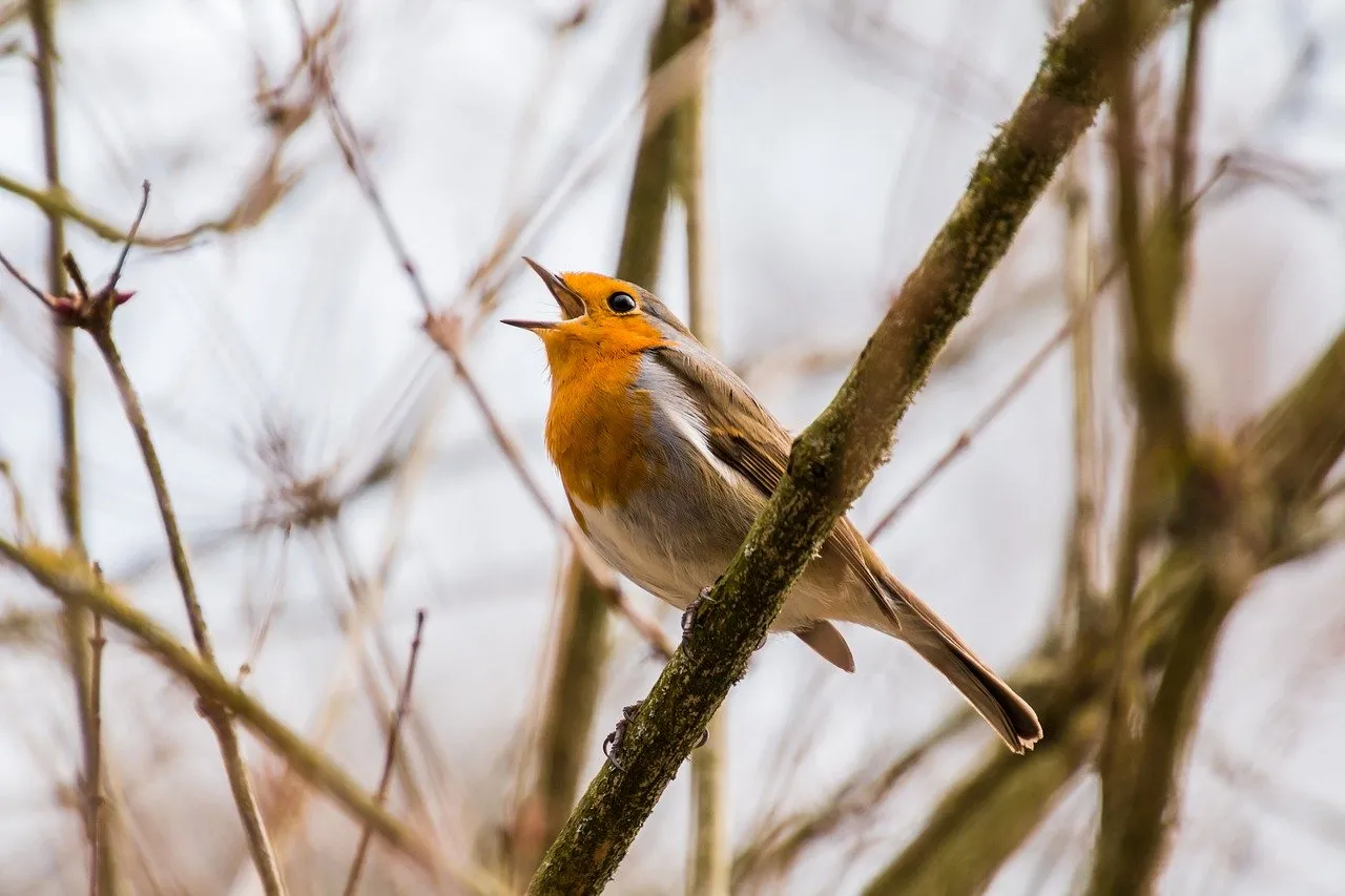 bird singing in a tree