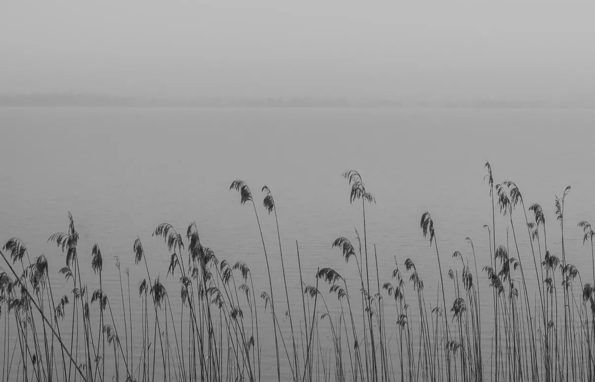 reeds by the water