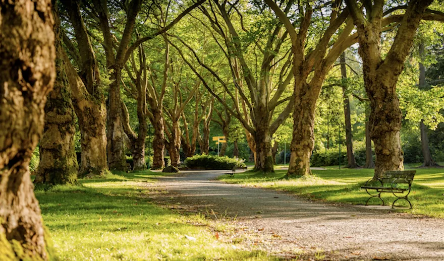 tree-lined path through a park