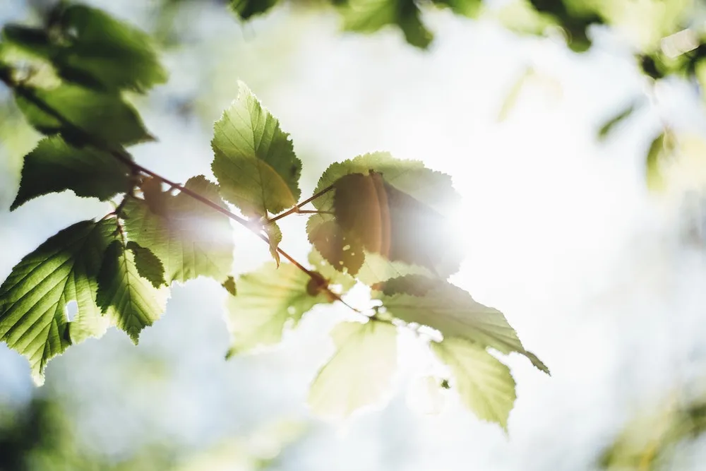 Sunlight shining through Spring leaves