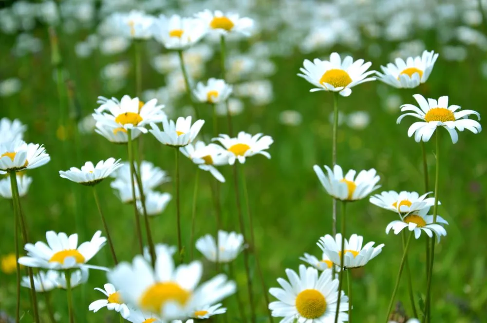 Daisies grow in a field of green grass