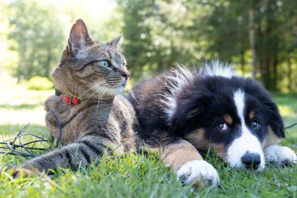 Training a border collie to coexist with a cat