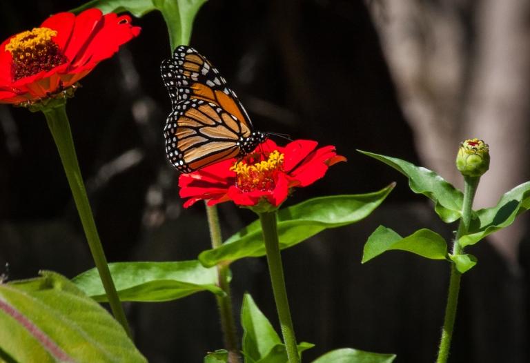 Monarch butterfly on red flower