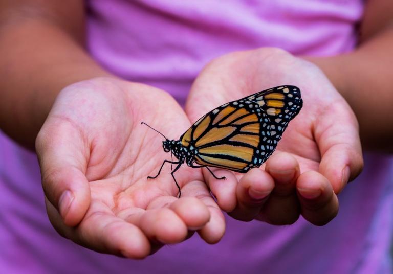 A girl gently holds a Monarch butterfly in her hands.