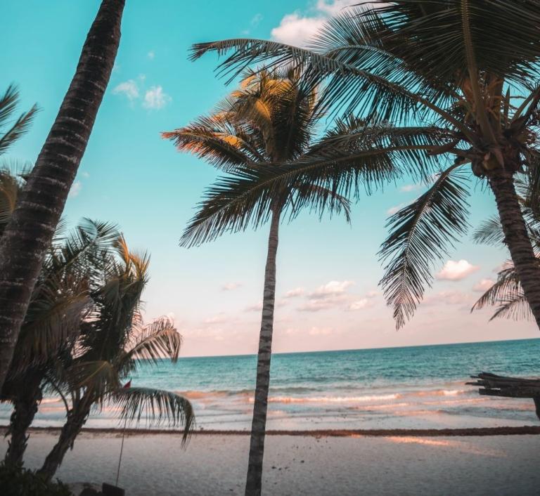 Palm trees rise up toward a blue sky on a tropical beach