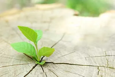 green-plant.jpg