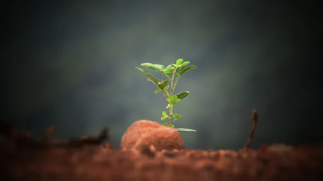 A plant in focus