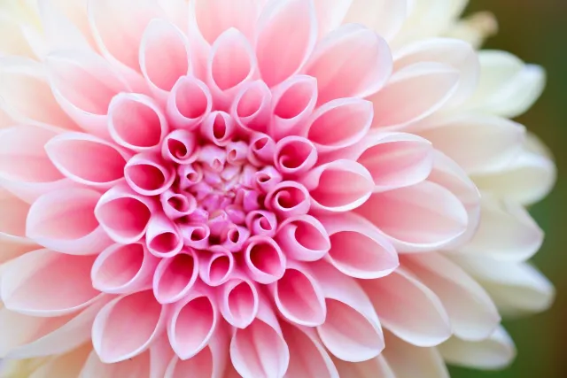 pink flower close-up