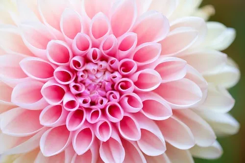pink flower close-up