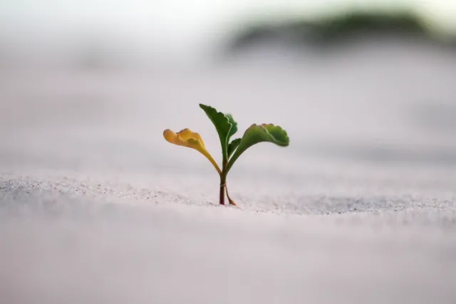 A small plant with one dry leaf
