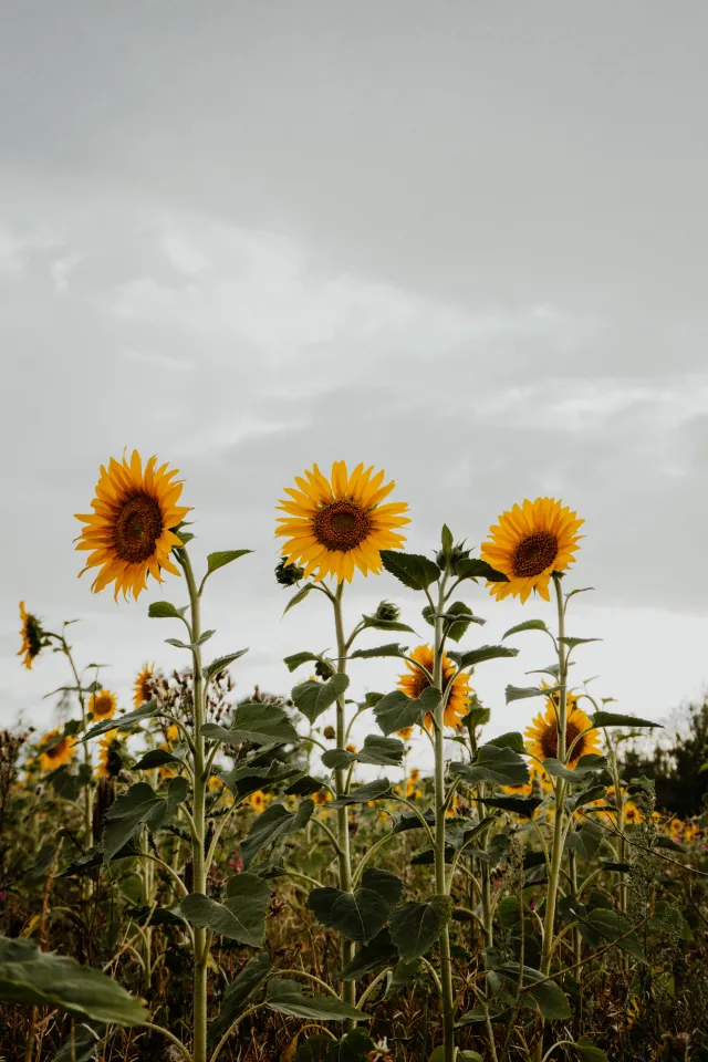 Three sunflowers in a field of sunflowers