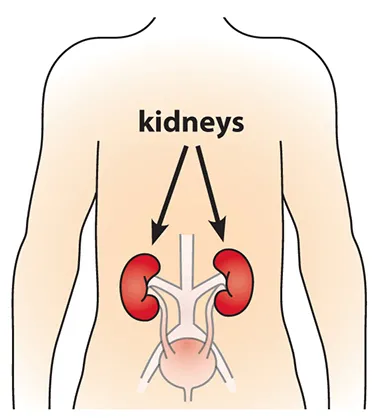 kidney diagram