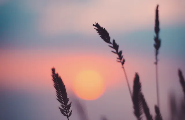 reeds in front of a sunset