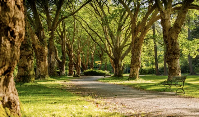 tree-lined path through a park