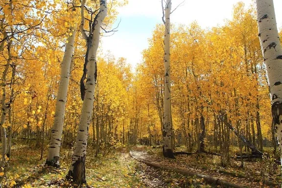 pathway through aspen trees 
