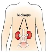 A diagram displays the location of the kidneys in the human body