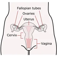 A diagram showing the female reproductive organs