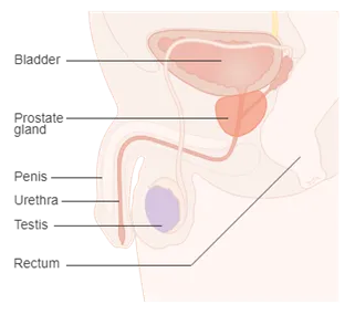 An anatomy illustration shows the prostate gland located below the bladder
