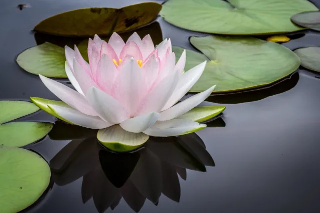 Lotus flower on pond with lily pads