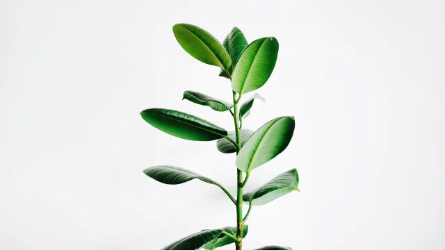 Plant stem with multiple leaves