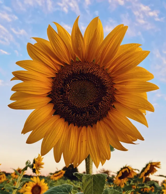 Large sunflower in field