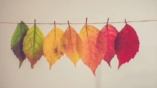 multiple leaves changing colors