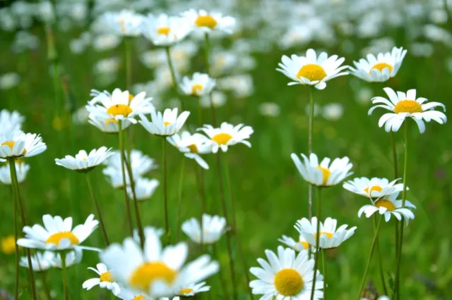Daisies grow in a field of green grass