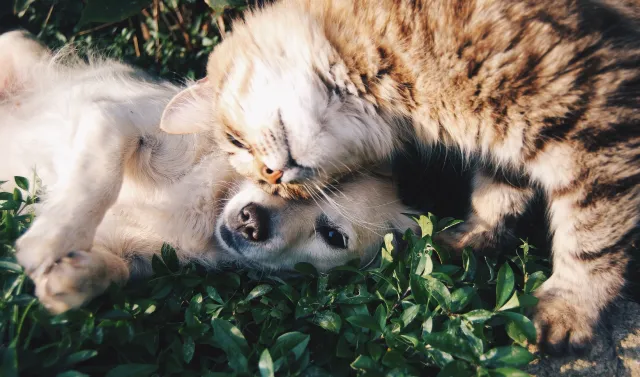 A puppy and a cat snuggle outside in the grass