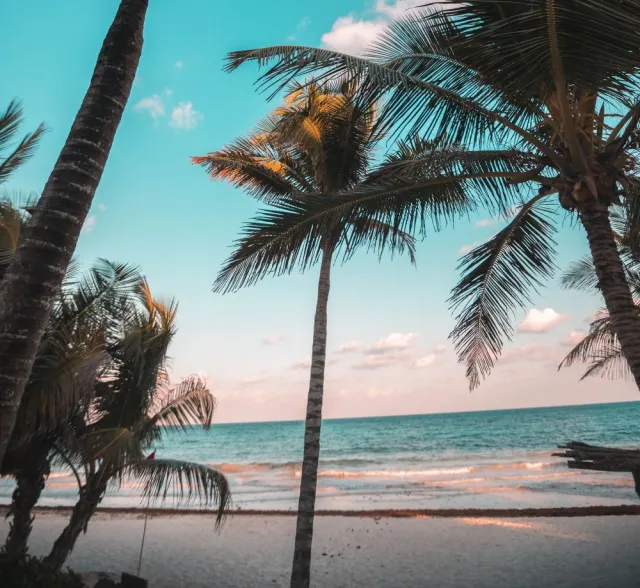 Palm trees rise up toward a blue sky on a tropical beach