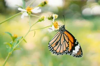 A monarch butterfly rests on a white flower