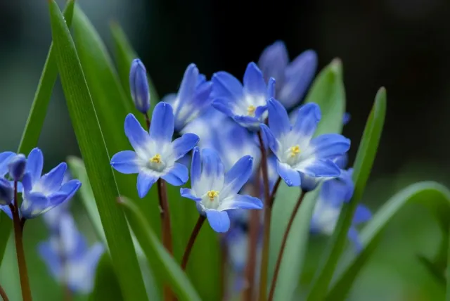 A close-up view of blue flowers sprouting from green stems
