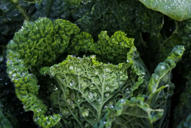Fresh green kale leaves with water droplets