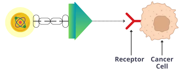 diagram of radioligand receptor