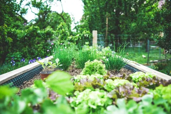 A garden bed with growing leafy vegetables