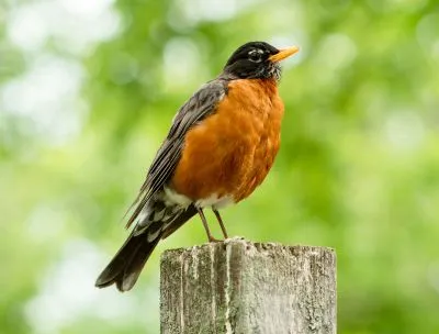 A robin perches on a fence post next to green tree