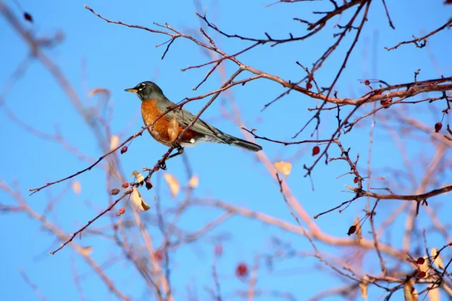 A robin perches on branches displaying new spring buds