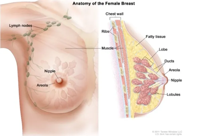 Anatomy of female breast