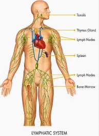 Lymphatic System Graphic
