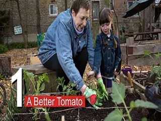 A Better Tomato