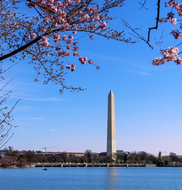 The Washington Monument rises in the distance behind a cherry blossom tree