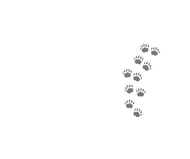 Bear Paw Prints 