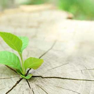 green-plant.jpg