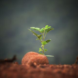 A plant in focus