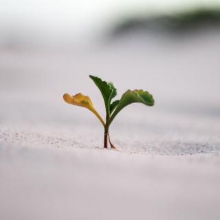 A small plant with one dry leaf