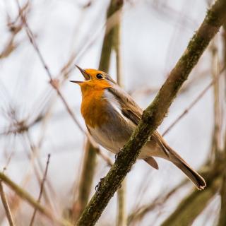 bird singing in a tree