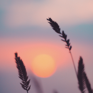 reeds in front of a sunset