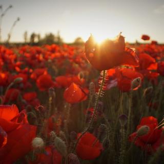 Field of red flowers