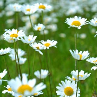 Daisies grow in a field of green grass